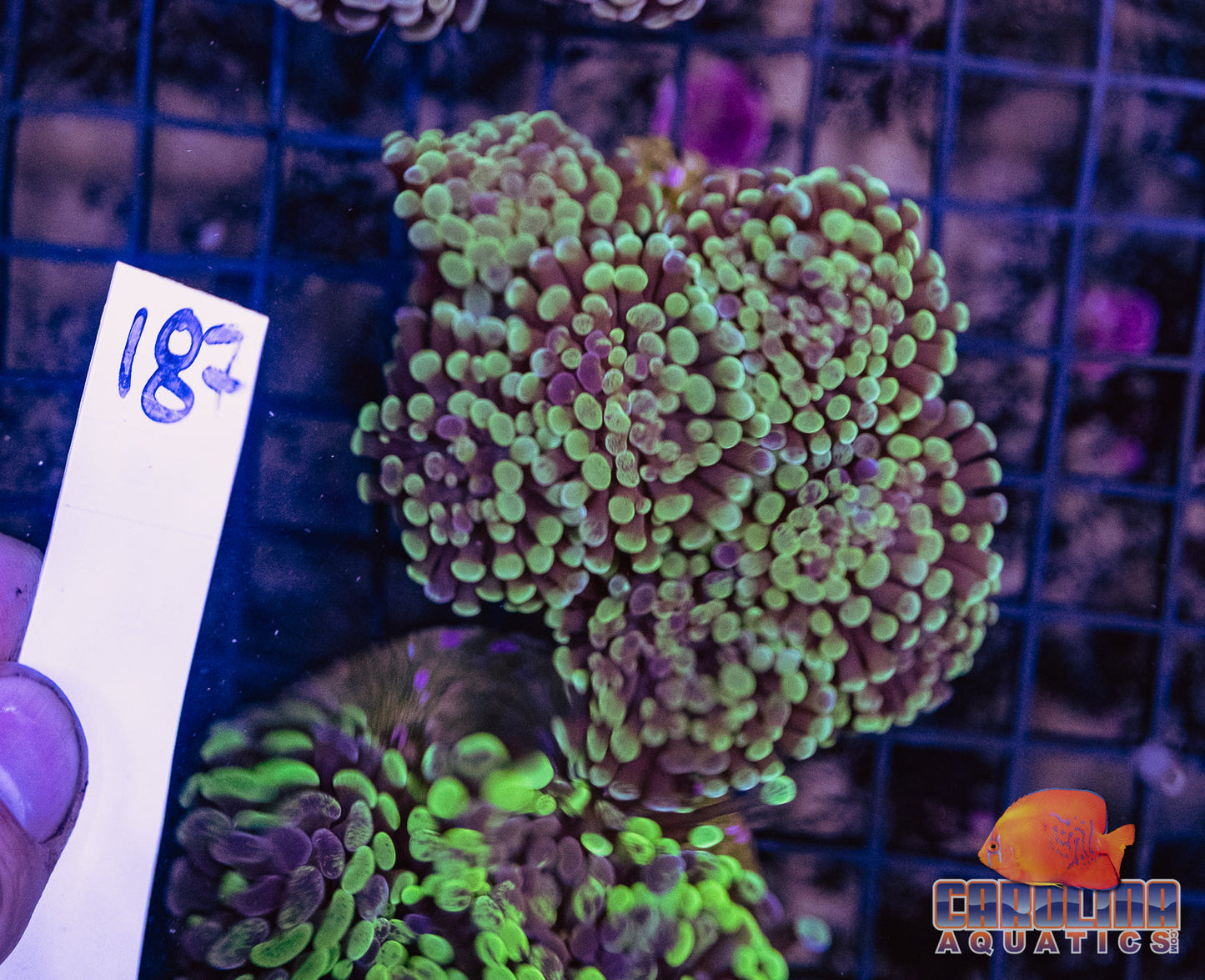 WYSIWYG 187 Branching Hammer