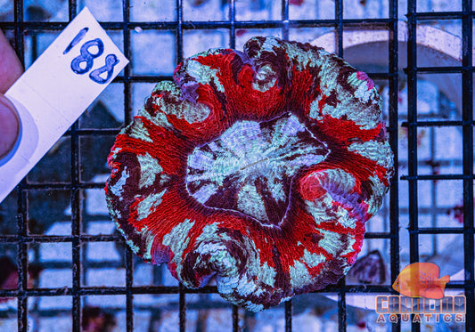 WYSIWYG 188 Wells Brain