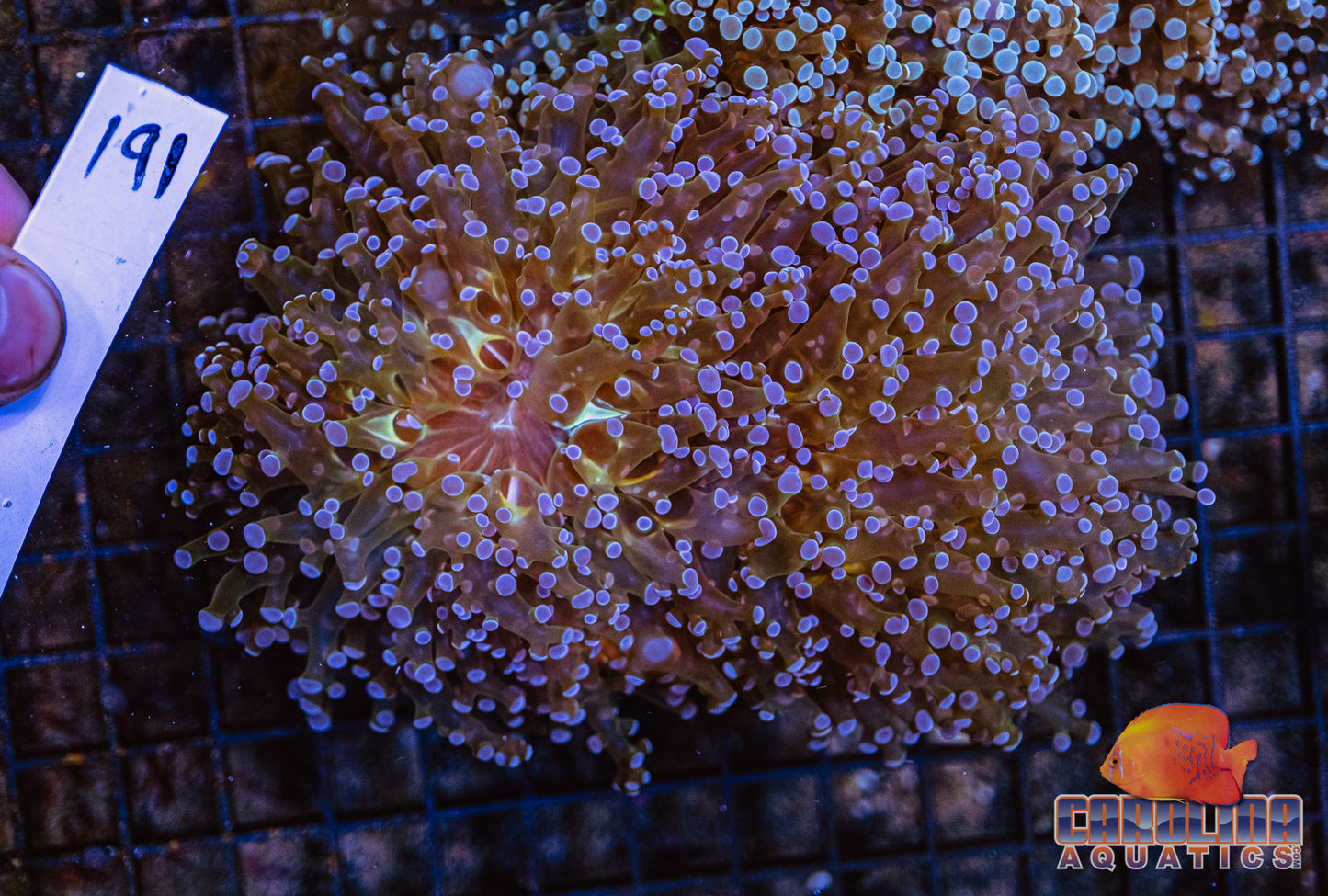 WYSIWYG 191 Branching Frogspawn