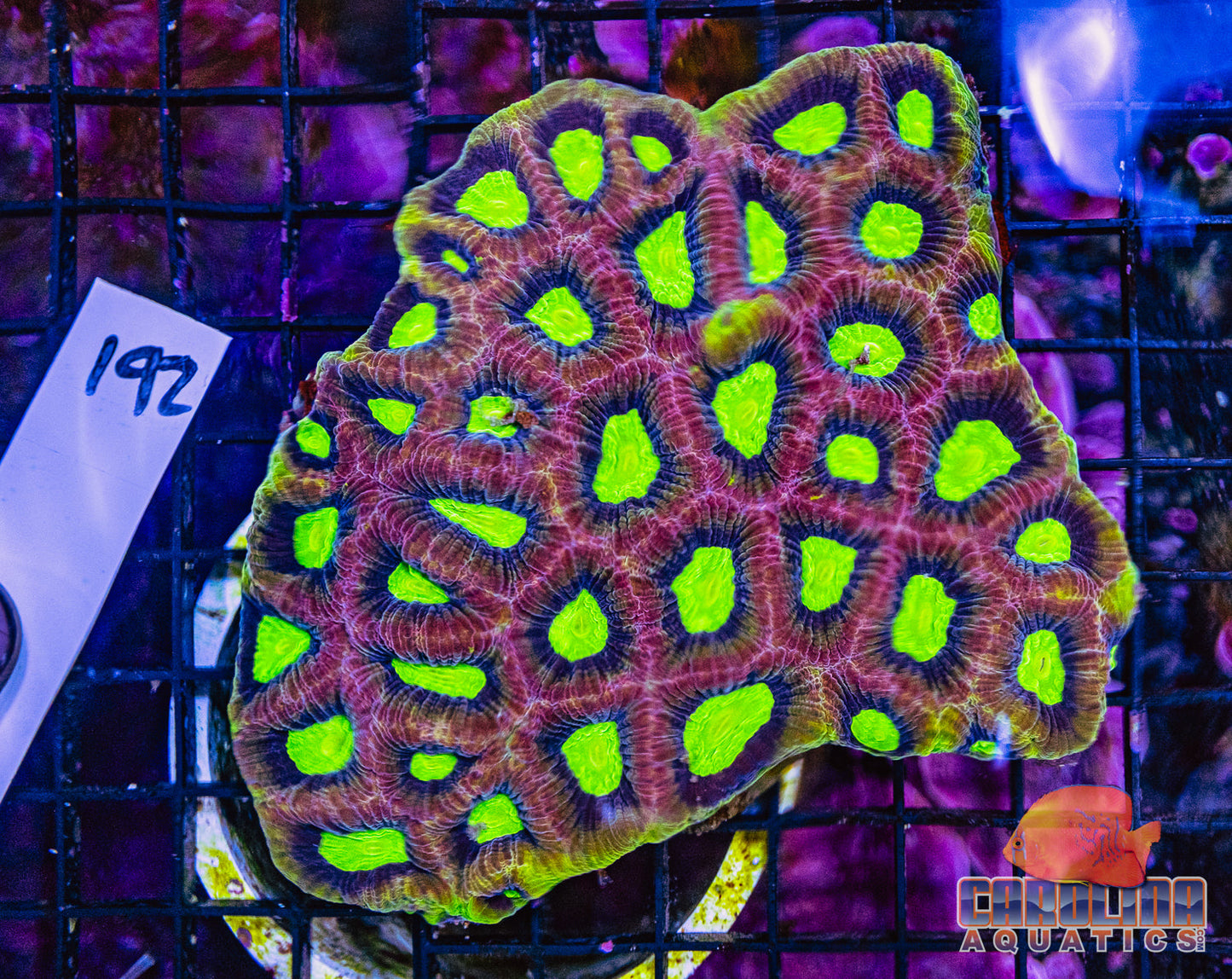 WYSIWYG 192 Dragon Soul Favia