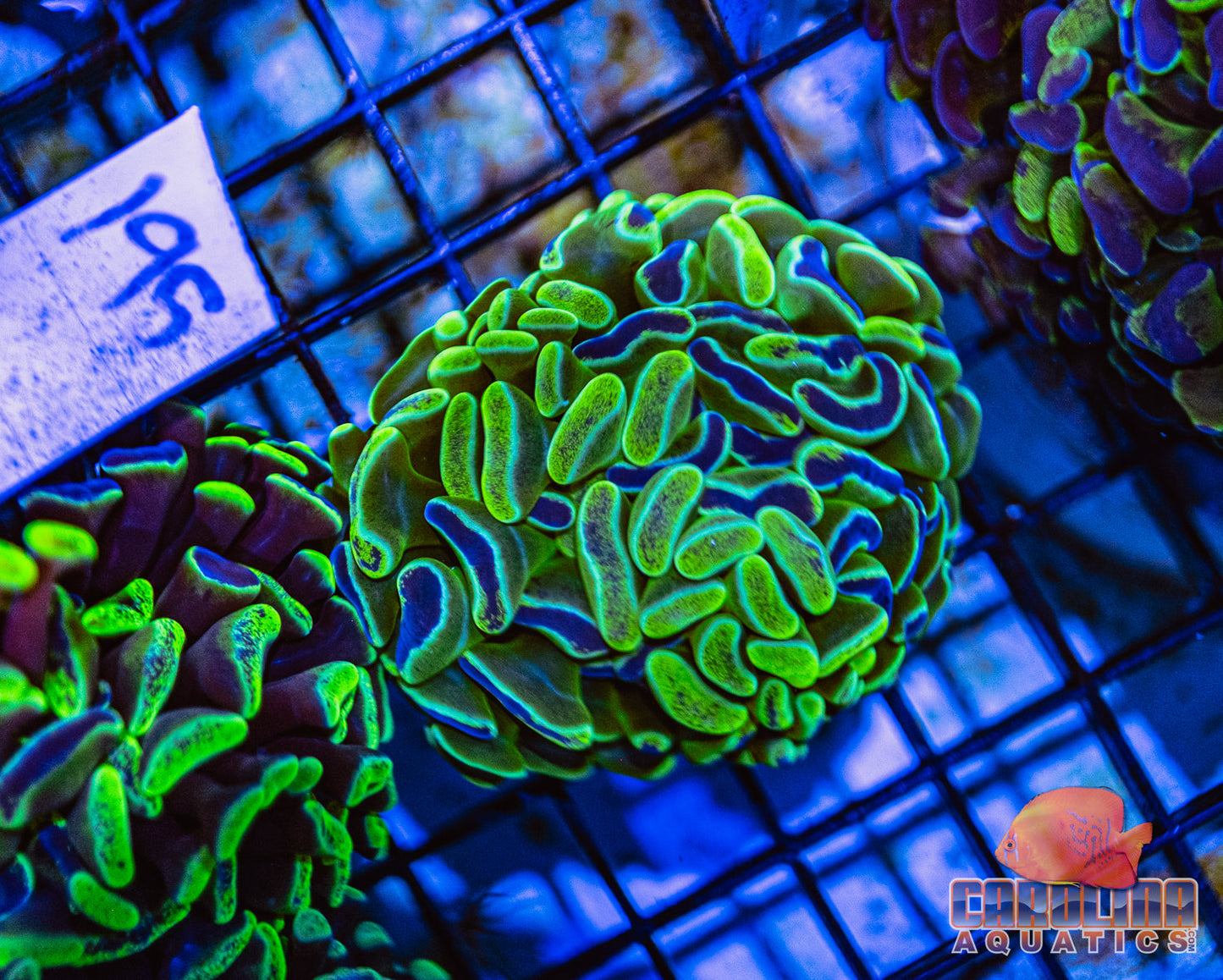 WYSIWYG 195 Darwin Branching Hammer