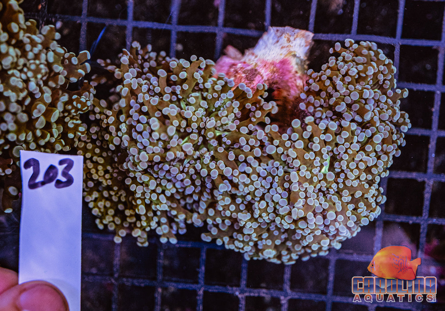 WYSIWYG 203 Branching Frogspawn