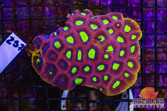 WYSIWYG 257 Dragon Soul Favia