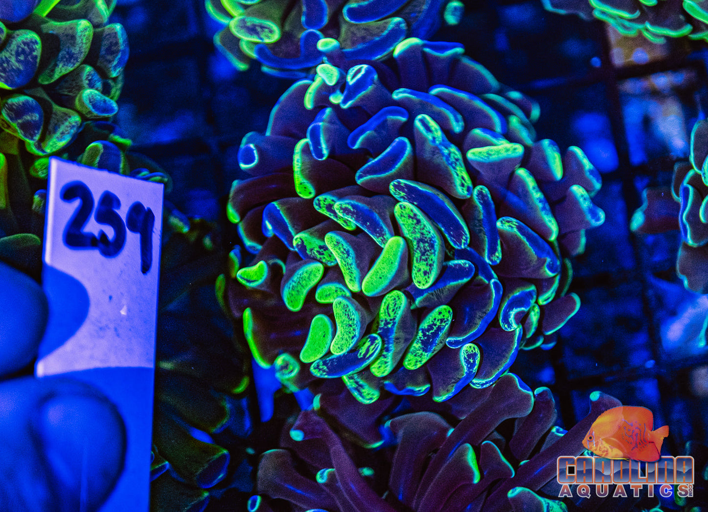 WYSIWYG 259 Darwin Branching Hammer