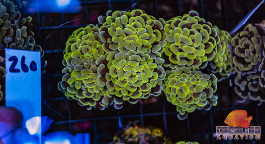 WYSIWYG 260 Branching Hammer