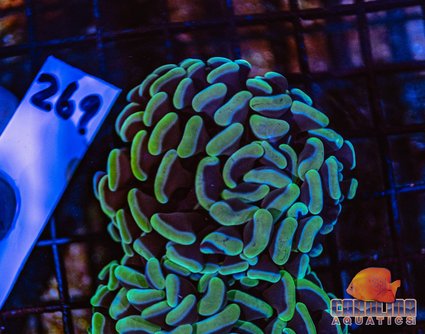 WYSIWYG 269 Darwin Branching Hammer