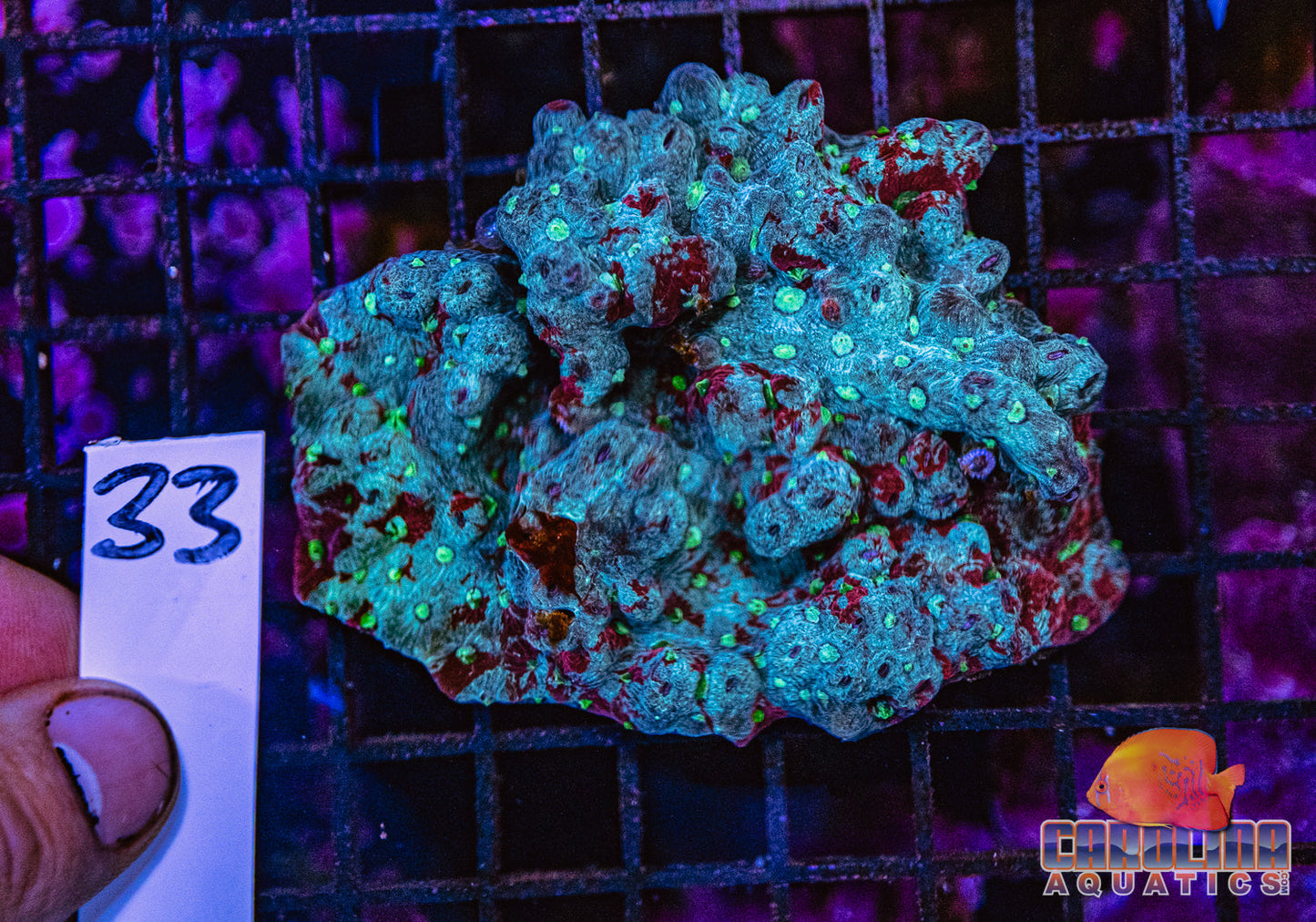 WYSIWYG 33 War Coral