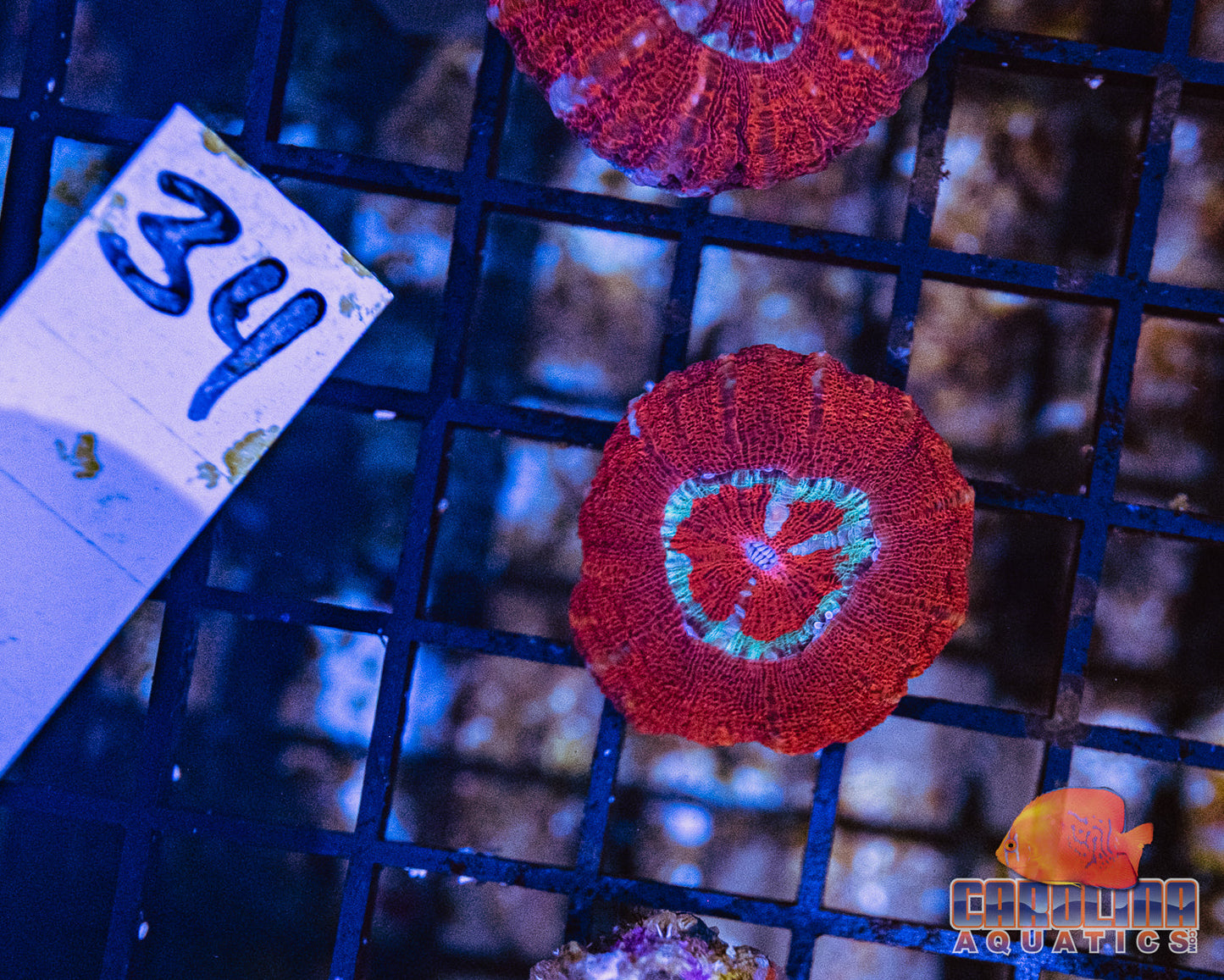 WYSIWYG 34 Button Scoly