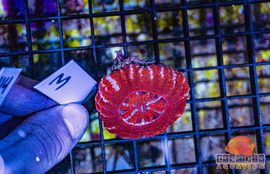 WYSIWYG 3 Button Scoly