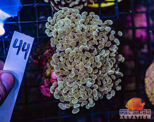 WYSIWYG 44 Branching Hammer