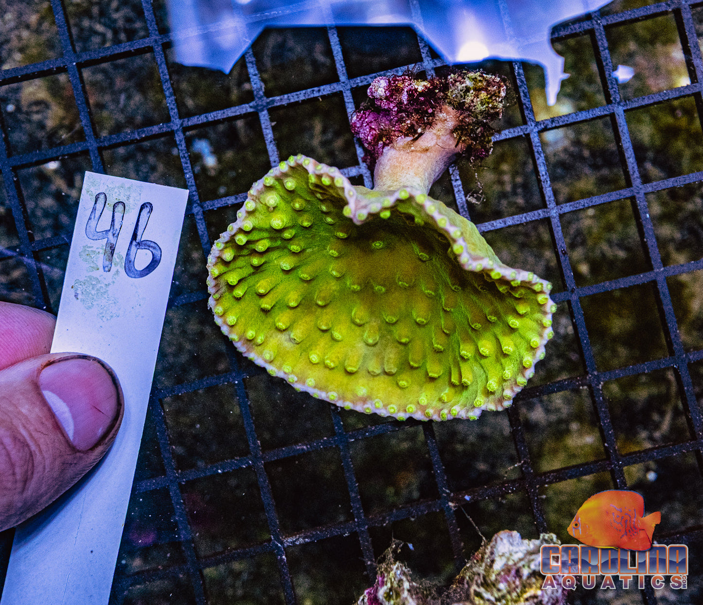 WYSIWYG 46 Cup Coral