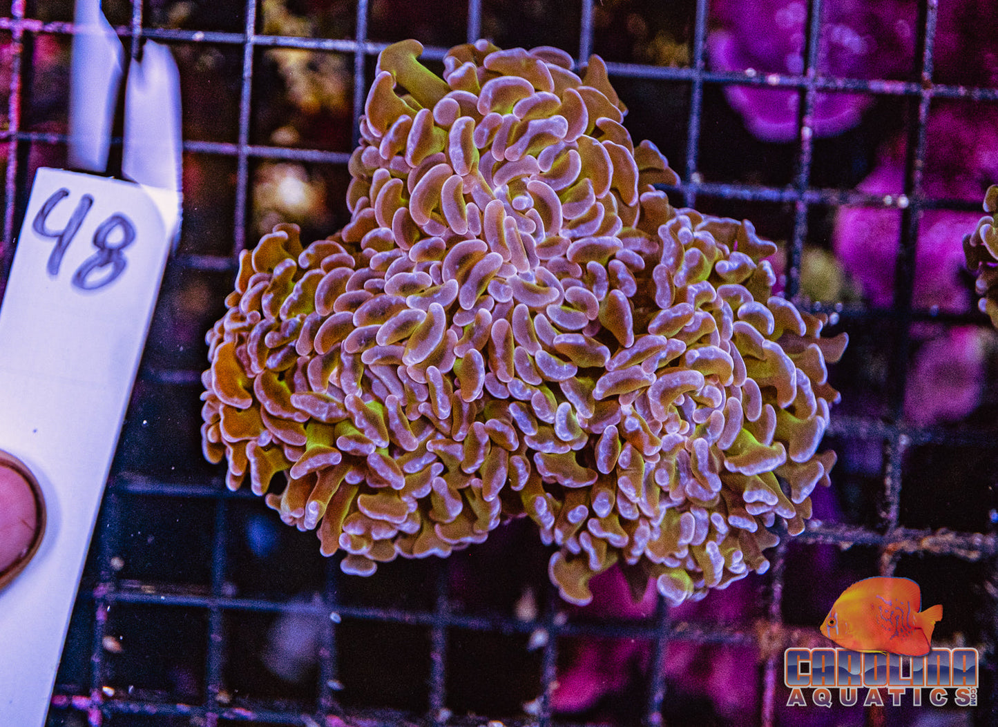 WYSIWYG 48 Wall Hammer