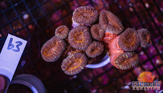 WYSIWYG 63 Branching Lobo