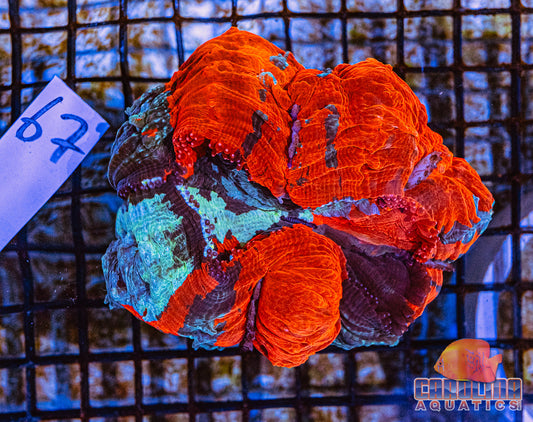 WYSIWYG 67 Acantho Blemished