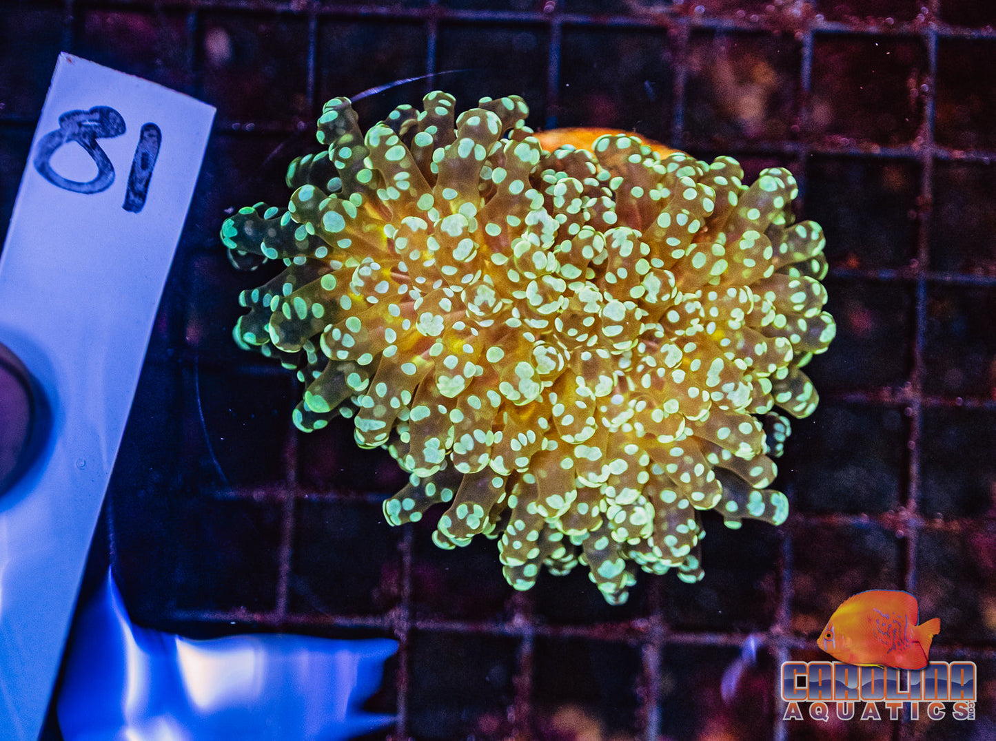 WYSIWYG 81 Yaeyamaensis