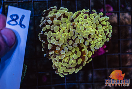 WYSIWYG 86 Branching Hammer