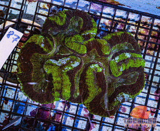 WYSIWYG 87 Symphyllia