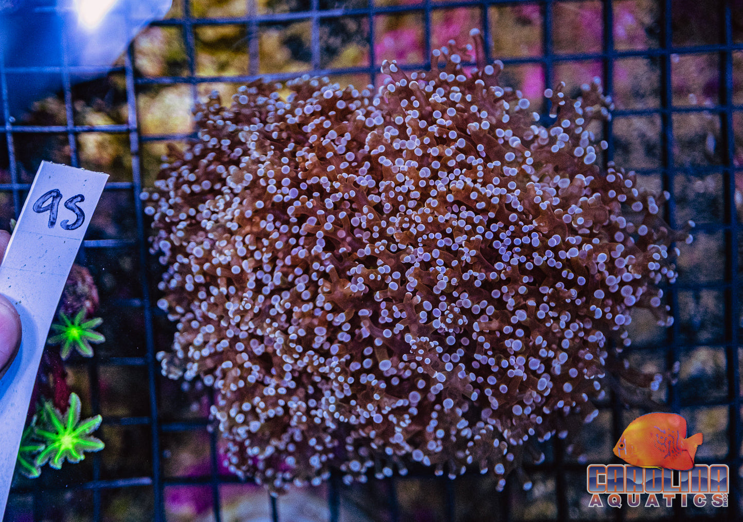 WYSIWYG 95 Frogspawn Branching