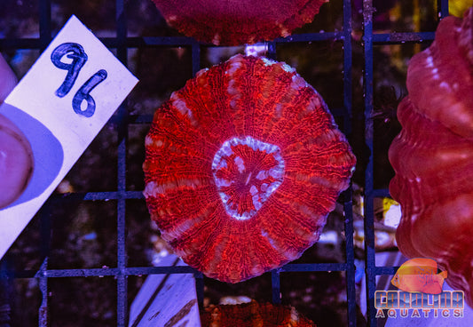 WYSIWYG 96 Button Scoly