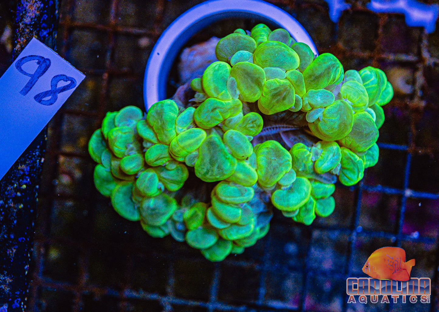 WYSIWYG 98 Bubble Coral