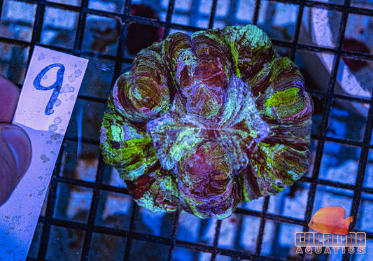 WYSIWYG 9 Wells Brain