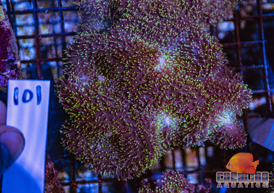 WYSIWYG 101 Mushroom