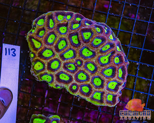 WYSIWYG 113 Dragon Soul Favia