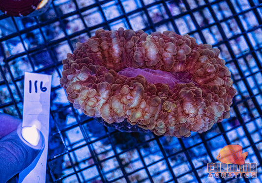 WYSIWYG 116 Cynarina