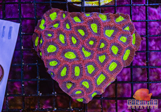 WYSIWYG 11 Dragon Soul Favia