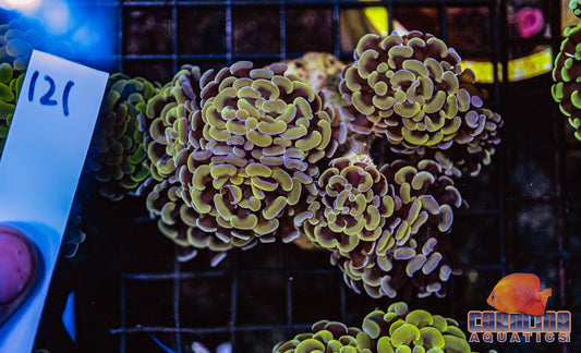 WYSIWYG 121 Branching Hammer