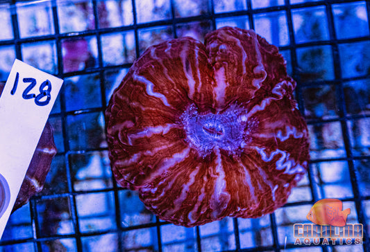 WYSIWYG 128 Cynarina