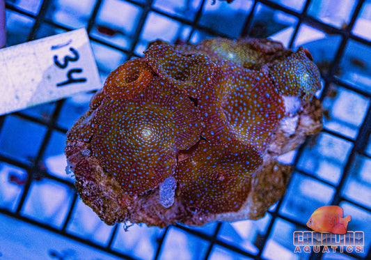 WYSIWYG 134 Mushroom