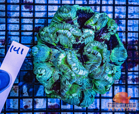 WYSIWYG 141 Wells Brain