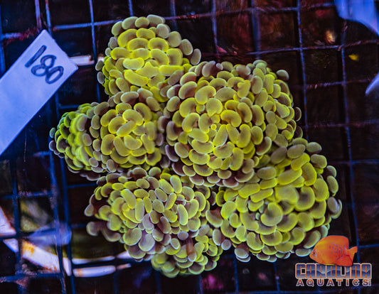 WYSIWYG 180 Branching Hammer