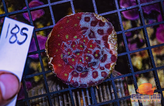 WYSIWYG 185 War Coral