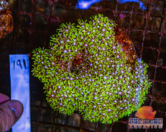 WYSIWYG 191 Green Star Polyp