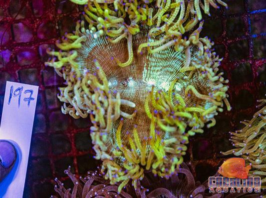 WYSIWYG 197 Elegance