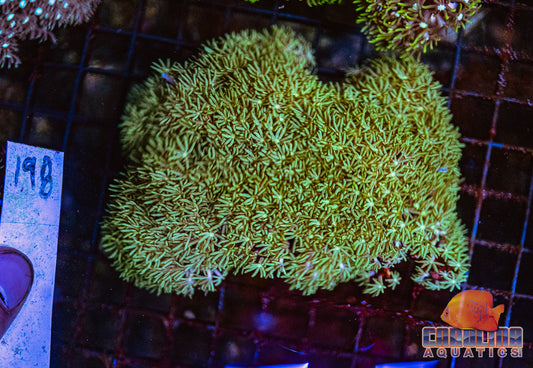 WYSIWYG 198 Green Star Polyp
