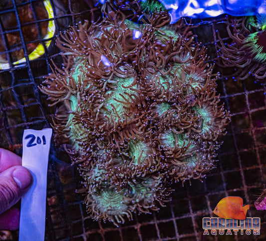 WYSIWYG 201 Elegance