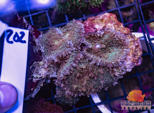 WYSIWYG 202 Mushroom