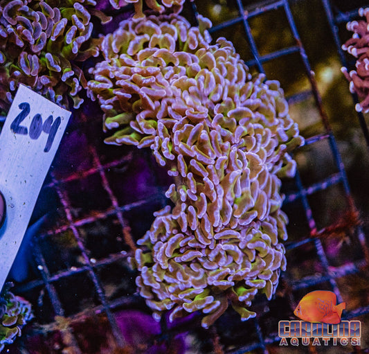 WYSIWYG 204 Wall Hammer