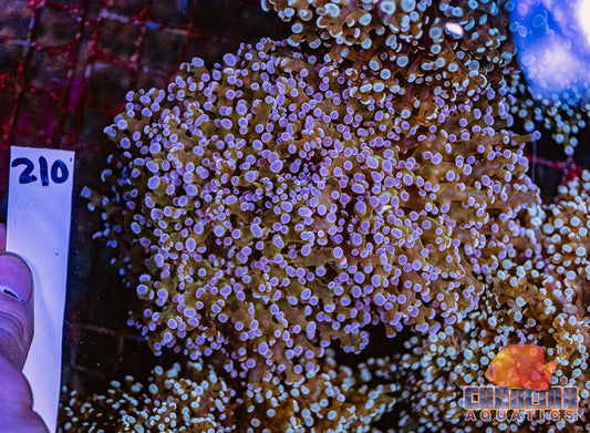 WYSIWYG 210 Branching Frogspawn