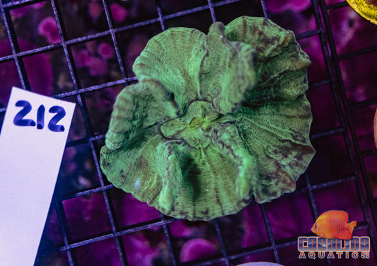 WYSIWYG 212 Pectinia