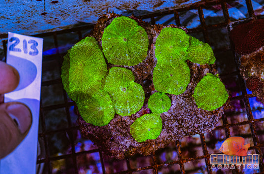 WYSIWYG 213 Mushroom