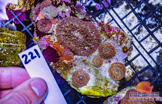 WYSIWYG 221 Mushroom