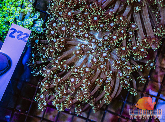 WYSIWYG 222 Goniopora