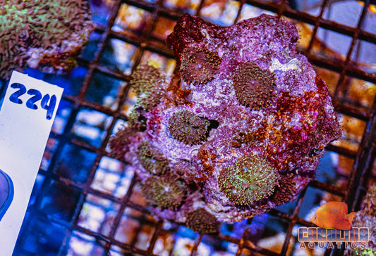 WYSIWYG 224 Mushroom