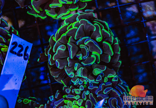 WYSIWYG 226 Darwin Branching Hammer