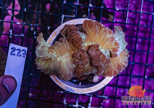 WYSIWYG 227 Fox Coral