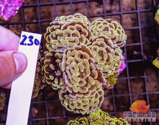 WYSIWYG 230 Branching Hammer